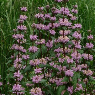 Gumbenė paprastoji 'Amazone' 