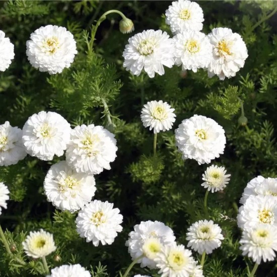 Bobramunis 'Flore Pleno'