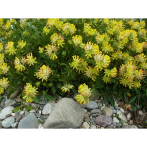 Paprastasis perluotis