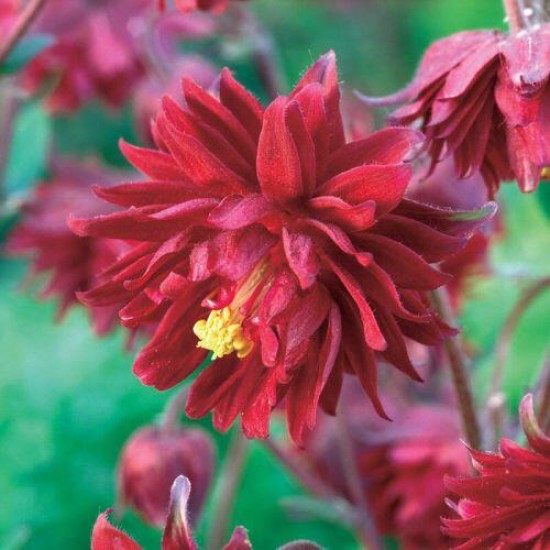 Sinavadas paprastasis ‘Bordeaux Barlow’