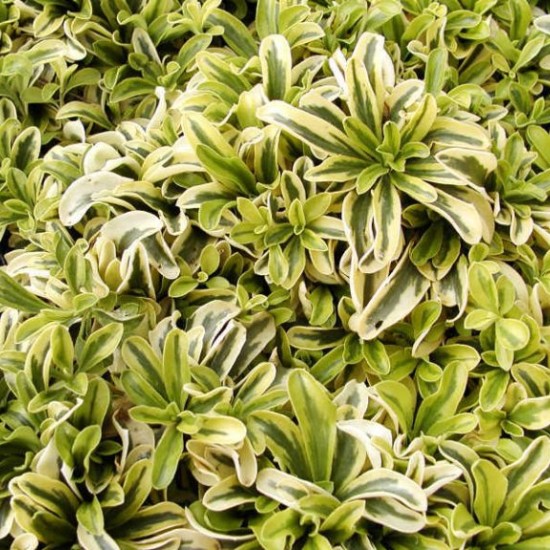 Vaistutis ‘Old Gold’