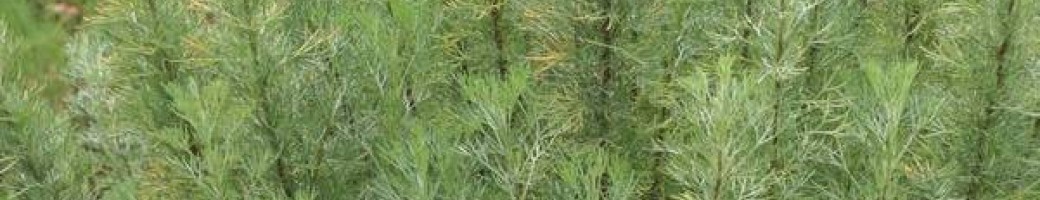 Kiti prieskoniniai / aromatiniai augalai