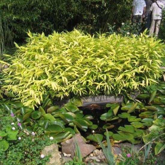 Bambukas (Arundinaria auricoma)
