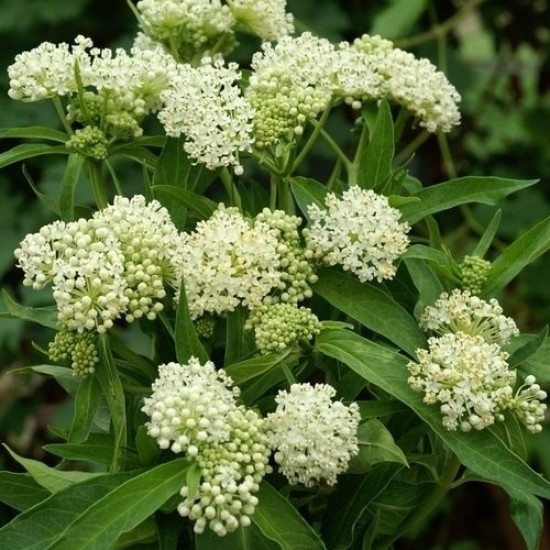 Klemalis 'Ice Ballet'