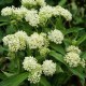 Klemalis 'Ice Ballet'