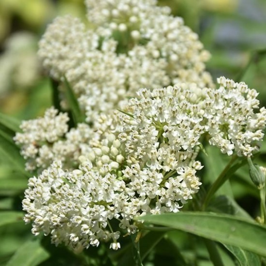 Klemalis 'Ice Ballet'