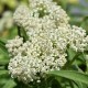 Klemalis 'Ice Ballet'