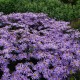 Astras 'Cotswold Gem' 