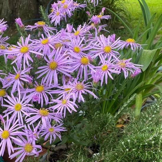 Astras 'Cotswold Gem' 
