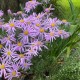 Astras 'Cotswold Gem' 