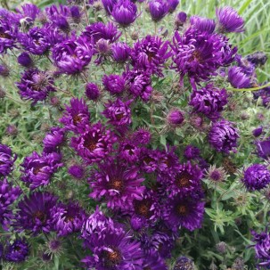 Šiurkščialapis astras 'Helen Picton'