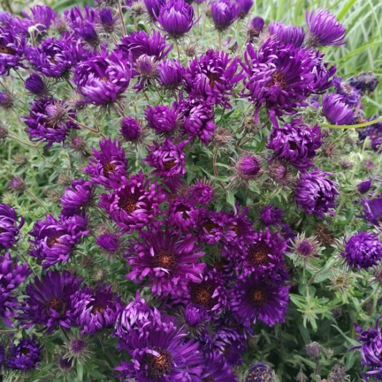 Šiurkščialapis astras 'Helen Picton'