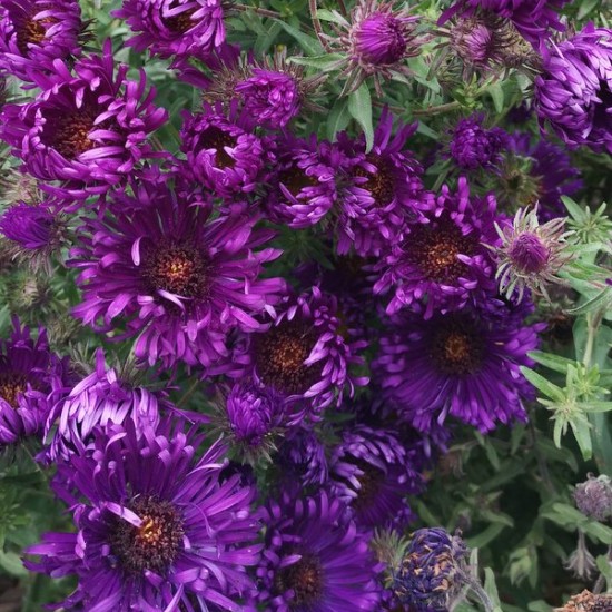 Šiurkščialapis astras 'Helen Picton'