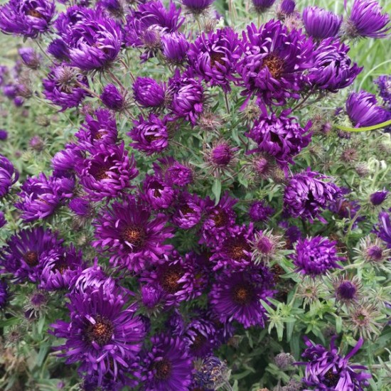 Šiurkščialapis astras 'Helen Picton'