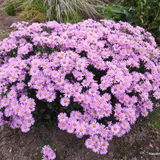Kalninis astras ‘Rosa Erfullung’