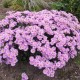 Kalninis astras ‘Rosa Erfullung’