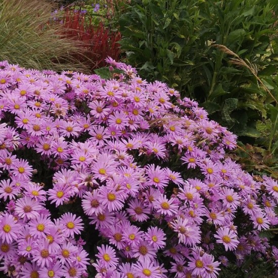 Kalninis astras ‘Rosa Erfullung’