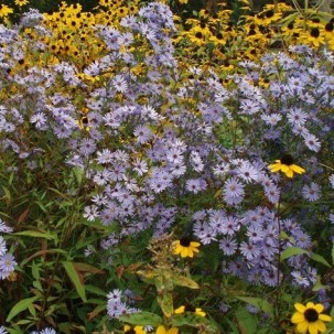 Širdžialapis astras ‘Blue Heaven’