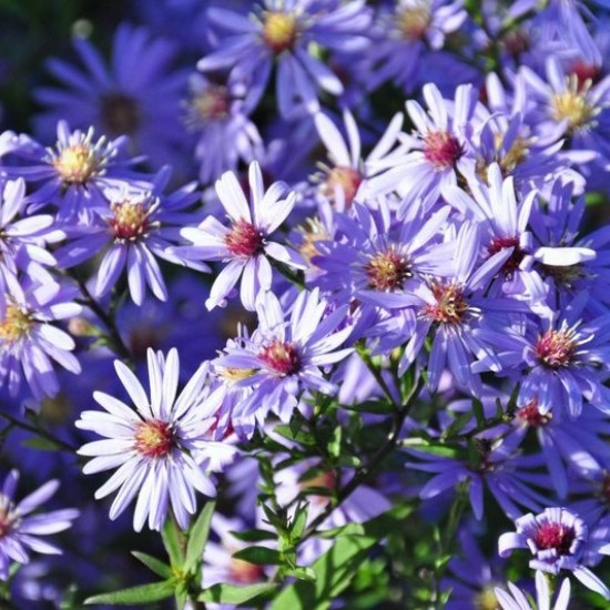 Širdžialapis astras ‘Blue Heaven’