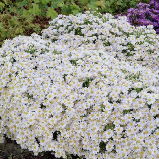 Krūminis astras ‘Apollo’