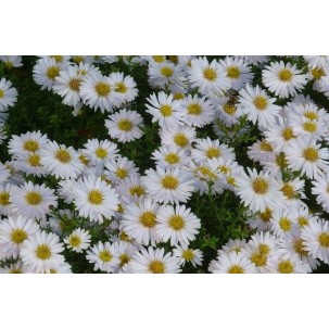 Krūminis astras ‘Schneekissen’