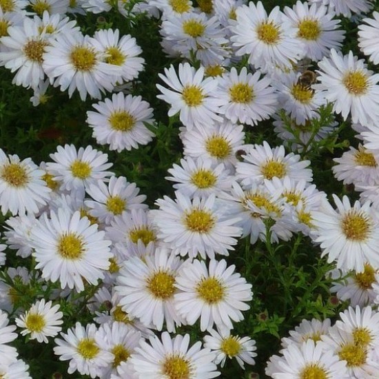 Krūminis astras ‘Schneekissen’