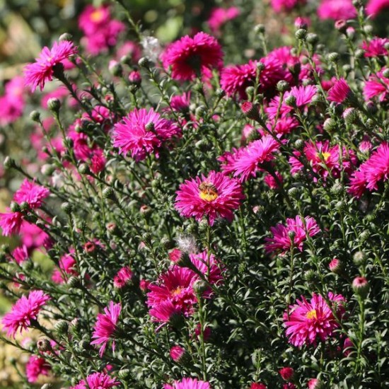 Virgininis astras 'Neron'