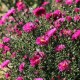 Virgininis astras 'Neron'