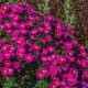 Virgininis astras 'Neron'