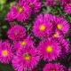Virgininis astras 'Neron'