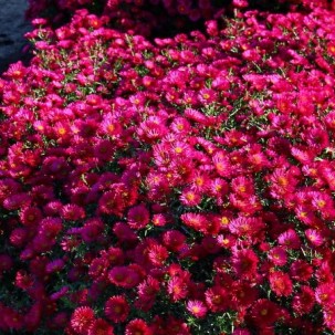 Virgininis astras ‘Royal Ruby’