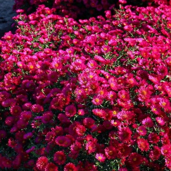 Virgininis astras ‘Royal Ruby’