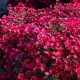 Virgininis astras ‘Royal Ruby’