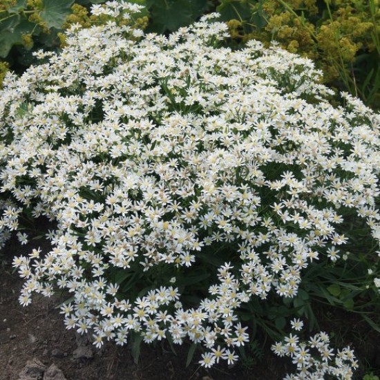 Astras ‘Nana’