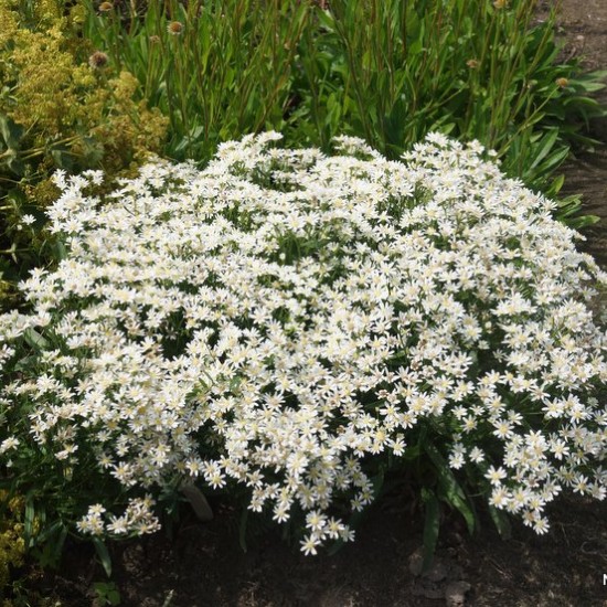 Astras ‘Nana’