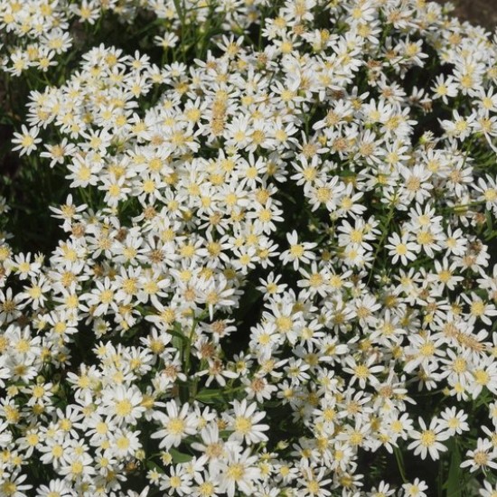 Astras ‘Nana’