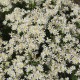 Astras ‘Nana’