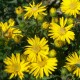 Astras ‘Golden Sunshine’