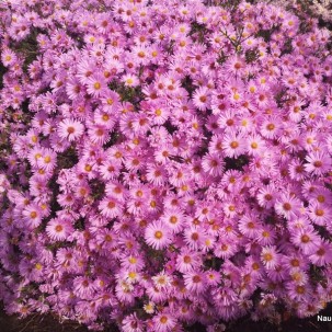 Krūminis astras ‘Herbstgruss V. Bresserhof’
