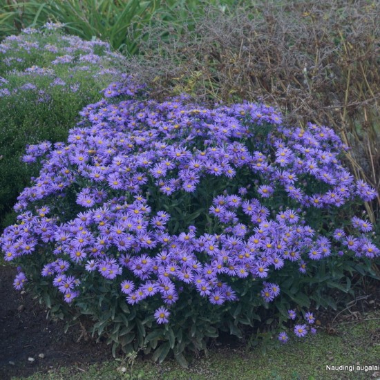 Kalninis astras ‘Mira’