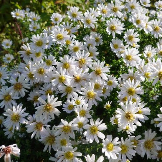 Krūminis astras ‘Schneekissen’