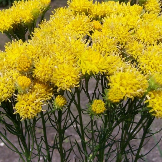 Linalapis astras