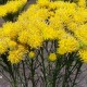 Linalapis astras