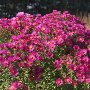 Šiurkščialapis astras ‘Primrose Upward’