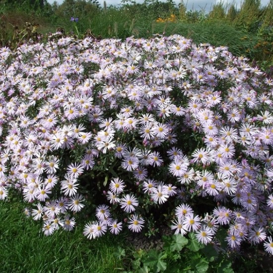 Pirėninis astras ‘Lutetia’