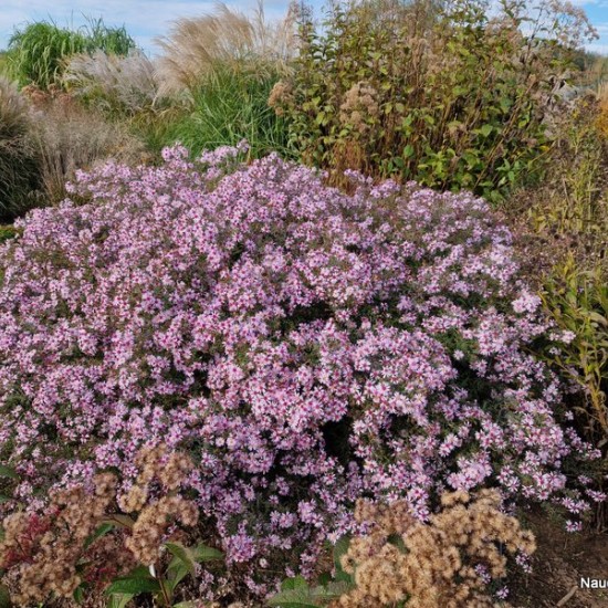 Astras ‘Coombe Fishacre’
