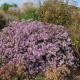 Astras ‘Coombe Fishacre’