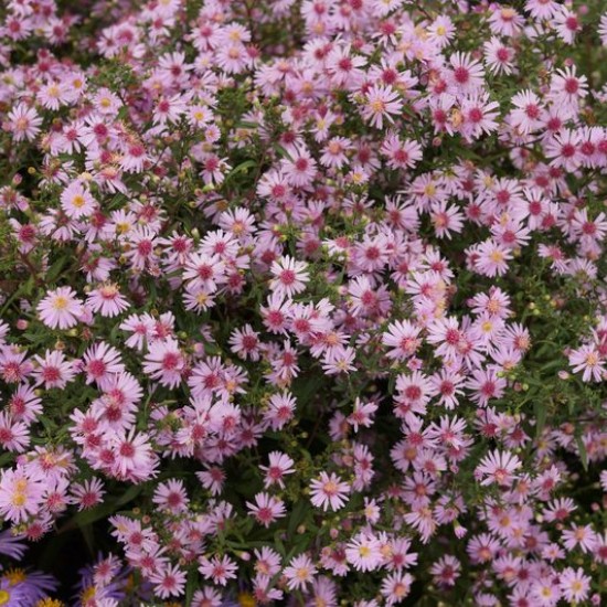 Astras ‘Coombe Fishacre’