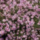 Astras ‘Coombe Fishacre’