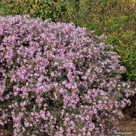 Astras ‘Coombe Fishacre’